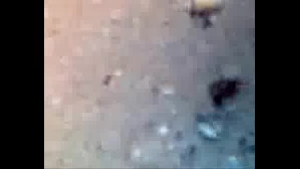 Бои Между Мравки