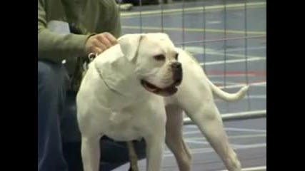 Caninedogproject american bulldog