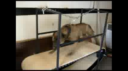 Tredmill M2009.mp4