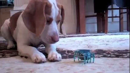 Куче полудява с играчка :)