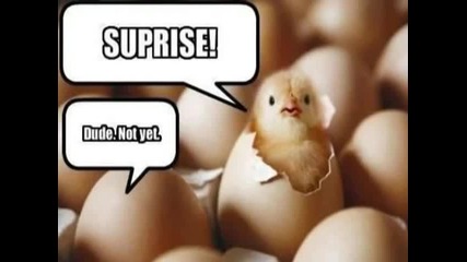 Funny Animals