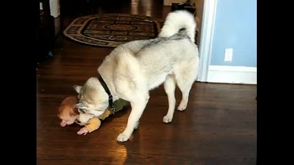 baby and Dog 