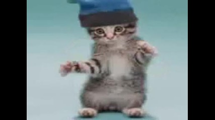 Котки яко денсат
