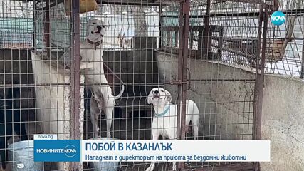 Пребиха директора на приюта, подслонил кучетата, които нахапаха жени в Казанлък
