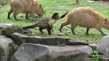 Закачливи маймунки правят маймунджилъци на капибарите