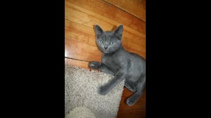 Снимки На Котета