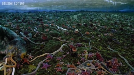 Life - Timelapse of swarming monster worms and sea stars - Bbc One 