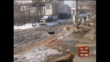 Глутници кучета нападат хора 