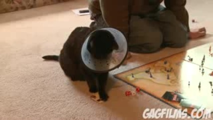 Cat Plays Risk