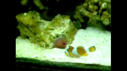 Amphiprion Ocellaris