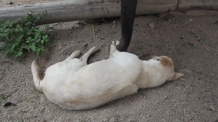 Слонче се опитва да събуди дълбоко спящо куче , смях