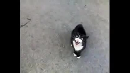 Коте се оплаква от живота си