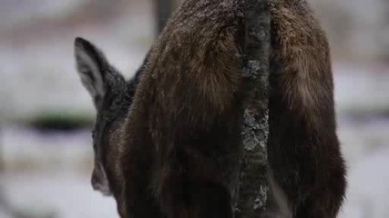 Сибирско Кенгуру [кабарг] - National Geographic Channel - България