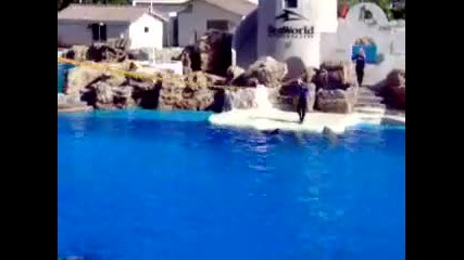 Santa Monica Seaworld - How High Can a Dolphin Jump 