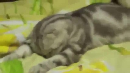 Котенце заспива - Сладур