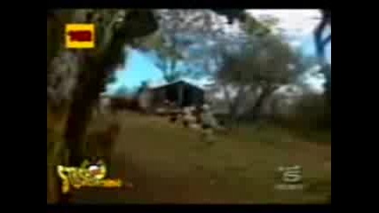 Funny kids and animals 
