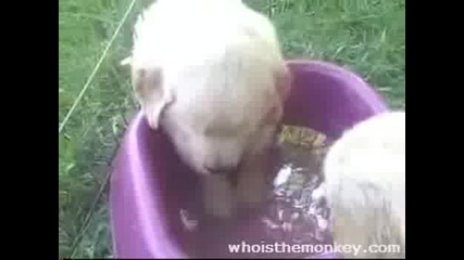 Кученце Спи В Купичката Си За Вода