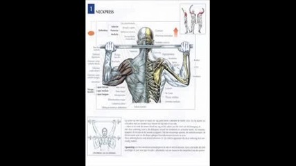Фитнес Му Е Майката - упражнения за ръце гърди и гръб 