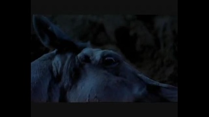 Young Black Stallion - The Rhythm Of The Horse 