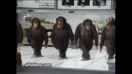 Monkeys Dance.flv
