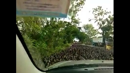 Хиляди патки минават по пътя