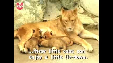 # 3 малки лъвчета # 