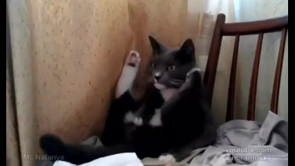 Котка се самозадоволява - смях