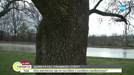 Вековни дървета в Горна Оряховица ще получат специален статут