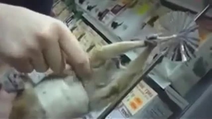 Много сладка маймуна