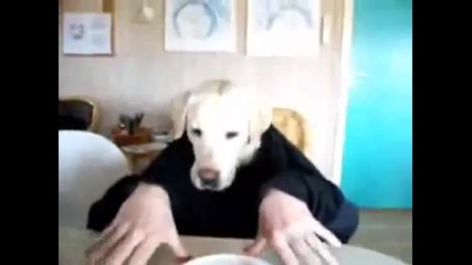Забавно куче се храни с ръце 