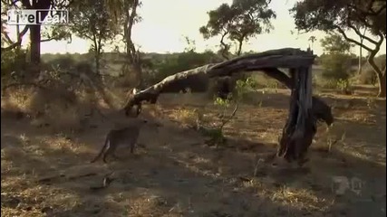 Леопард убива маймуна и открива бебе!невероятна реакция!