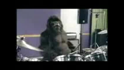 Gorilla playin drums