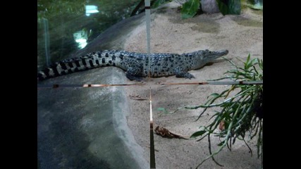 Zoo in Berlin, Tarik Menguc-tirista