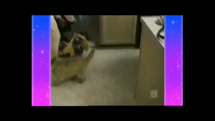 Животните - - - Смях - - - 