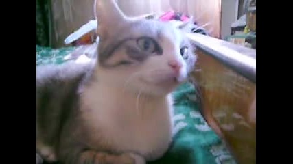 Сърдитата котка - Сивона