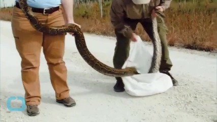 This Terrifyingly Large Python Was Caught In The Everglades