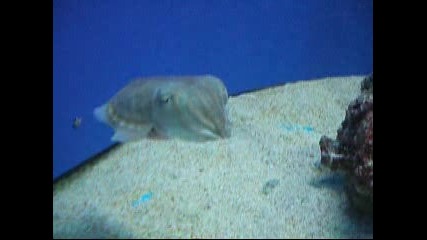 Amazing Cuttle Fish Video