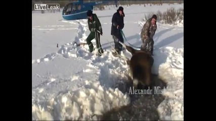 Хора помагат на животни :)