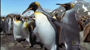 Родителите на пингвините - най-странните в света