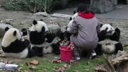 ЗАБАВНИ КАДРИ: Вижте как бебета панди хапват бамбук (ВИДЕО)
