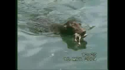 Ловно Куче Хваща Пате Във Водата ( Апорт )
