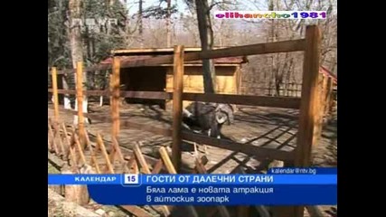 Лама в Айтоския Зоопарк 