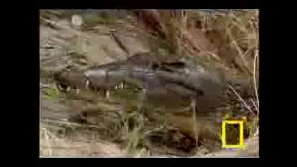 Monitor Lizard Vs. Croc