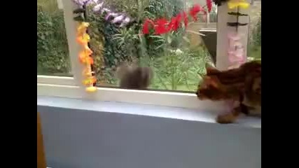 бой - Катерица срещу котка 