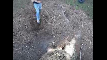 Фрии Рьн