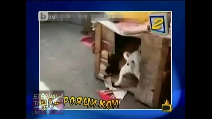 Истинска мацка, 19 октомври 2010, Господари на ефира