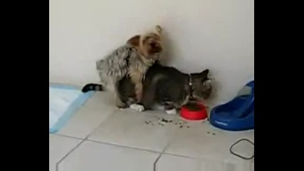 Куче е*е котка ! 