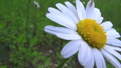 fiori di campo