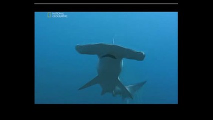 Най - Опасните Същества На Планетата - Акула Чук 
