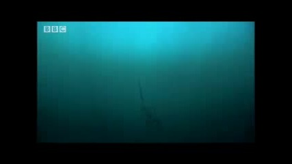 Bbc Perfect Shark What is the Perfect Shark 